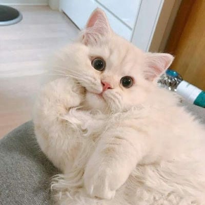 زرتاج گل avatar